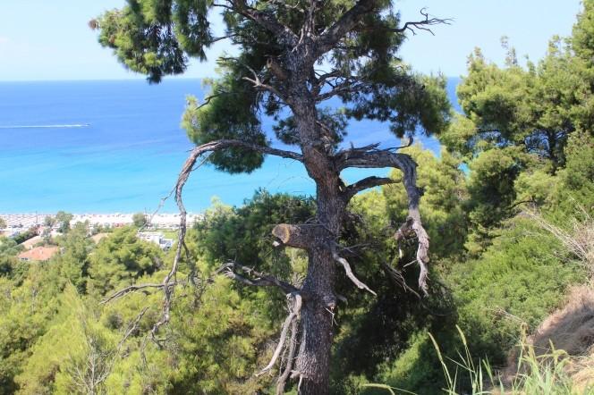 Μεζονέτα 400 τ.μ. πρός πώληση, Χαλκιδική, Κασσάνδρα