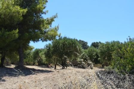 Μονοκατοικία 500 τ.μ. προς πώληση, Παχεία Άμμος