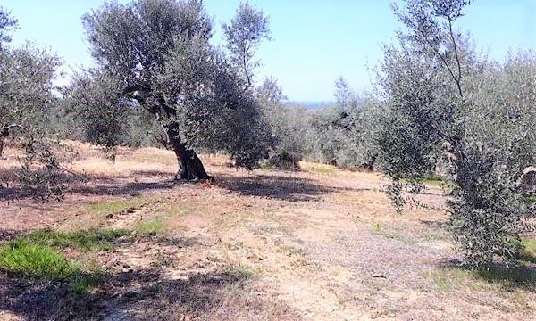 Οικόπεδο 4.944 τ.μ. για πώληση, Μεσσηνία, Νέστορας