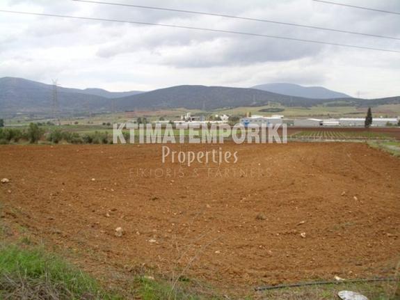 Αγροτεμάχια 8.000 τ.μ. για πώληση, Βοιωτία, Θήβα