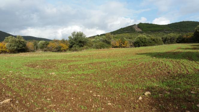 Αγροτεμάχια 3.900τ.μ. για πώληση-Αλεξανδρούπολη » Μεσημβρία