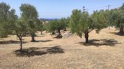 Land plot 1.445sqm for sale-Sithonia » Neos Marmaras