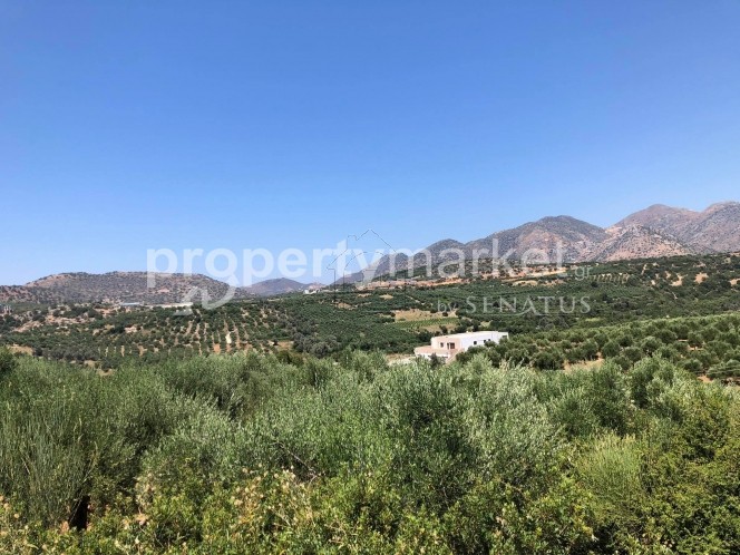 Αγροτεμάχια 4.000τ.μ. για πώληση-Γεροπόταμος » Αγγελιανά
