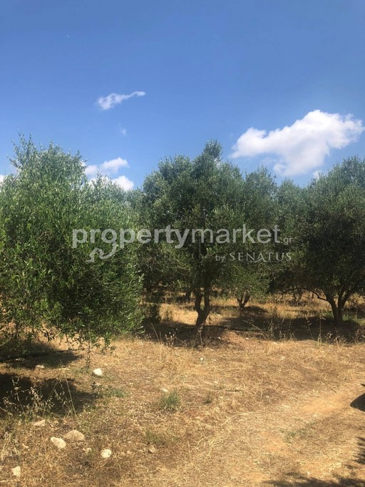 Αγροτεμάχια 11.500 τ.μ. για πώληση