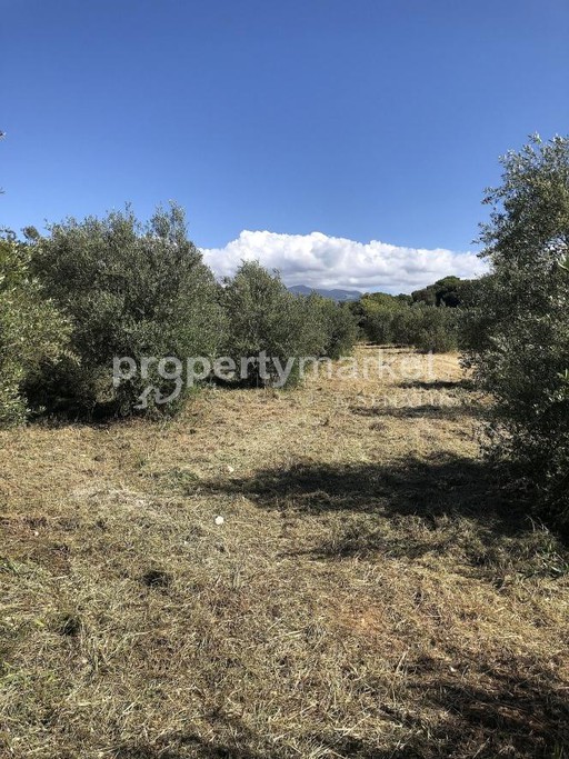 Αγροτεμάχια 3.750τ.μ. για πώληση-Γεροπόταμος » Αγγελιανά