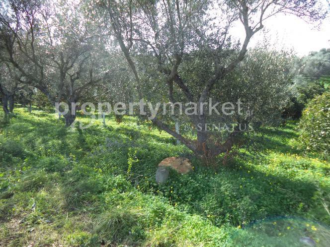Οικόπεδο 5.300τ.μ. για πώληση-Πλατανιάς » Κέντρο
