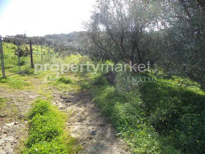 Οικόπεδο 5.300τ.μ. για πώληση-Πλατανιάς » Κέντρο
