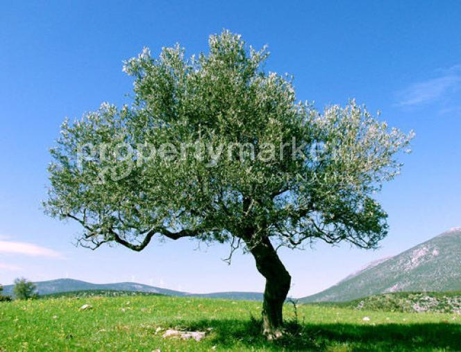 Αγροτεμάχια 1.880τ.μ. για πώληση-Ιεράπετρα » Γρα λυγιά