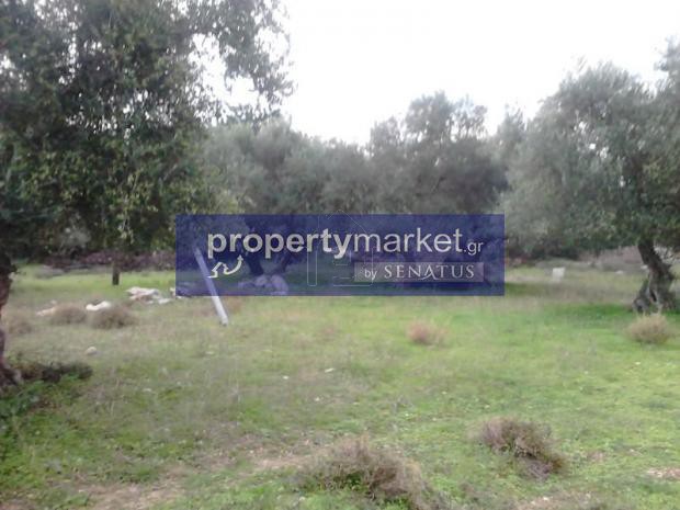 Αγροτεμάχια 5.500τ.μ. για πώληση-Νικηφόρος φωκάς » Βιολί χαράκι