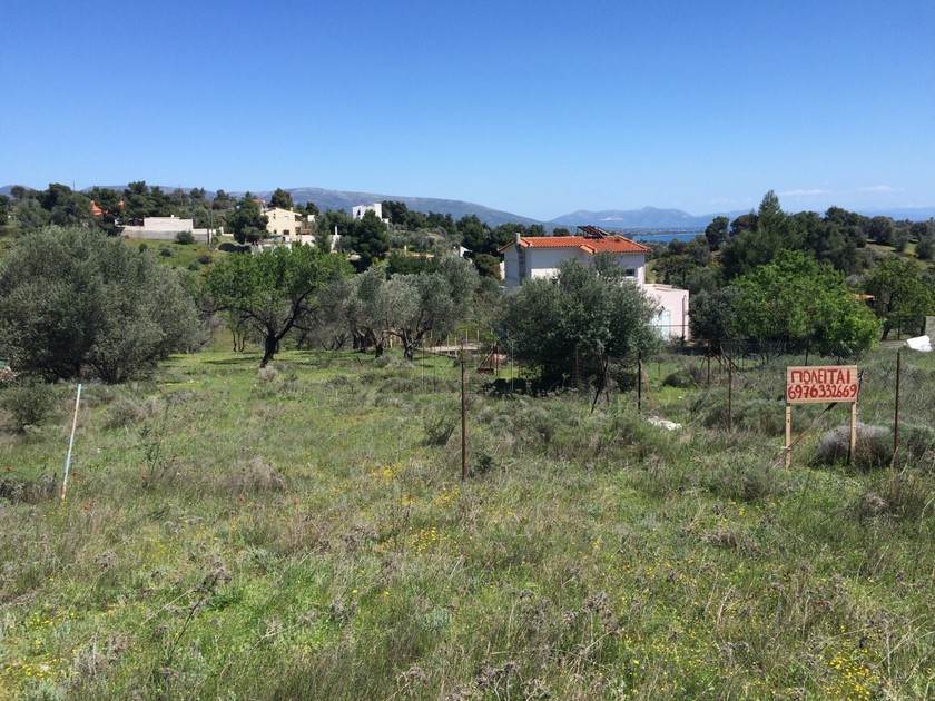 Αγροτεμάχια 590 τ.μ. για πώληση