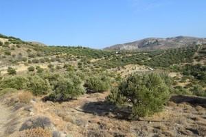 Οικόπεδο 6.500 τ.μ. προς πώληση, Μακρύς Γιαλός Λασιθίου-thumb-10