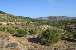 Οικόπεδο 6.500 τ.μ. προς πώληση, Μακρύς Γιαλός Λασιθίου-thumb-15
