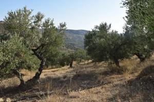 Οικόπεδο 6.500 τ.μ. προς πώληση, Μακρύς Γιαλός Λασιθίου-thumb-19