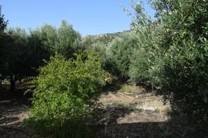 Διαμέρισμα 32 τ.μ. για πώληση, Ν. Λασιθίου, Μακρύς Γιαλός-thumb-8