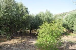 Διαμέρισμα 32 τ.μ. για πώληση, Ν. Λασιθίου, Μακρύς Γιαλός-thumb-12
