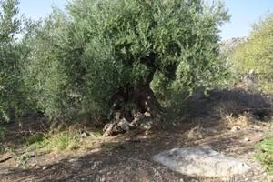 Διαμέρισμα 32 τ.μ. για πώληση, Ν. Λασιθίου, Μακρύς Γιαλός-thumb-13