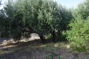 Διαμέρισμα 32 τ.μ. για πώληση, Ν. Λασιθίου, Μακρύς Γιαλός-thumb-15
