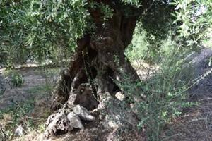 Διαμέρισμα 32 τ.μ. για πώληση, Ν. Λασιθίου, Μακρύς Γιαλός-thumb-16