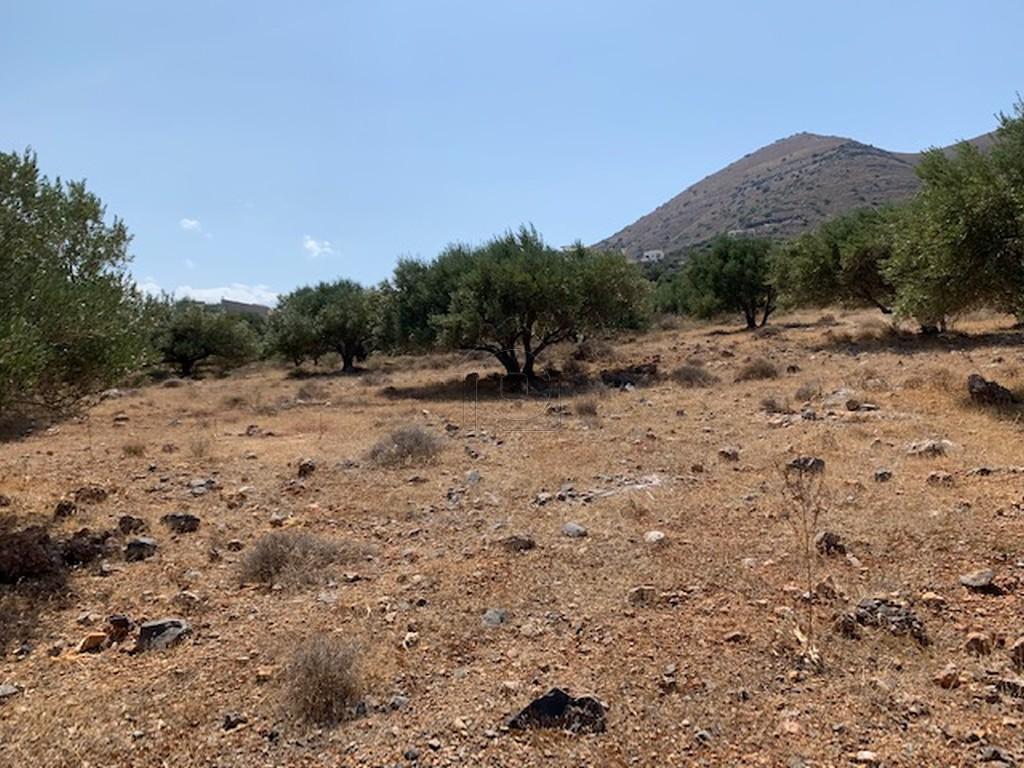 Οικόπεδο 6.000 τ.μ. πρός πώληση, Ν. Λασιθίου, Άγιος Νικόλαος