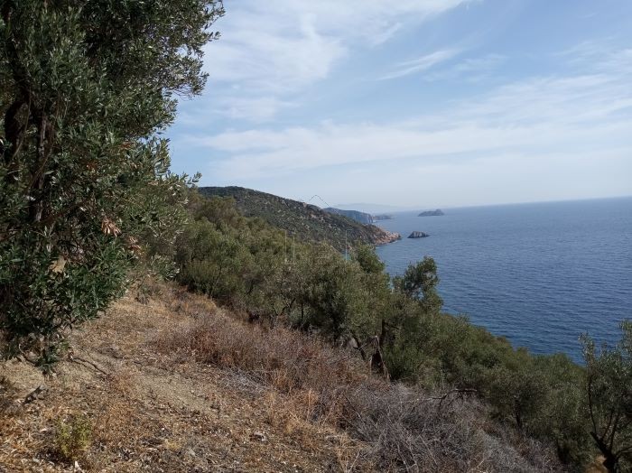 Αγροτεμάχια 3.026 τ.μ. για πώληση