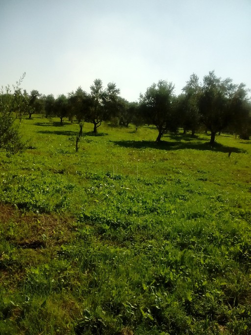 Αγροτεμάχια 13.700 τ.μ. για πώληση