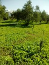 Αγροτεμάχια 13.700 τ.μ. για πώληση, Μεσσηνία, Θουρία-thumb-3
