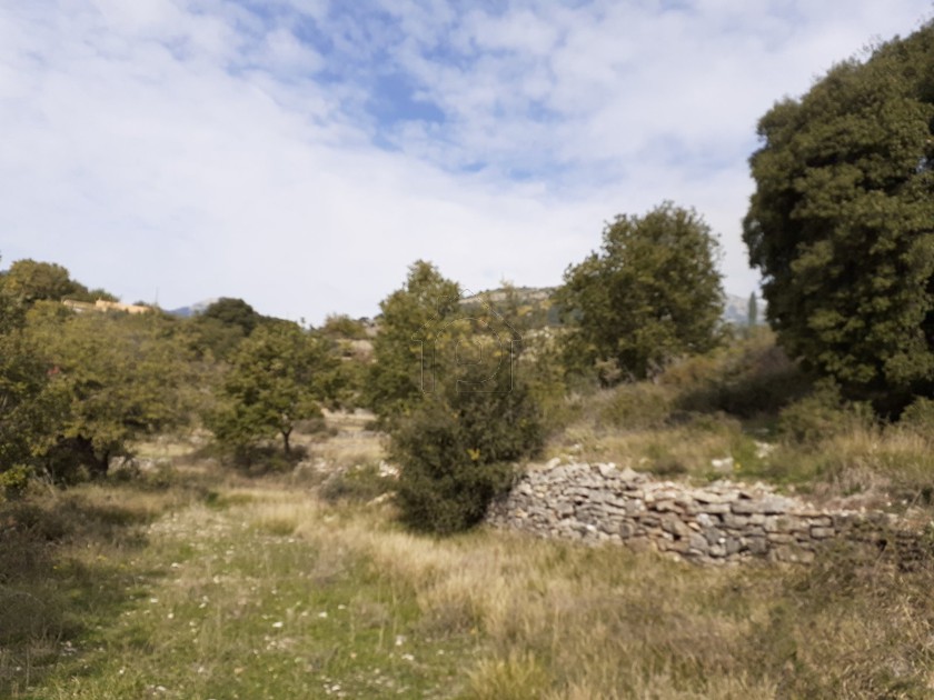 Αγροτεμάχια 5.000 τ.μ. για πώληση