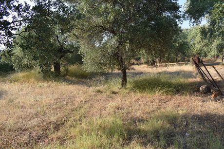 Αγροτεμάχια 776τ.μ. για πώληση-Θάσος » Καλλιράχη