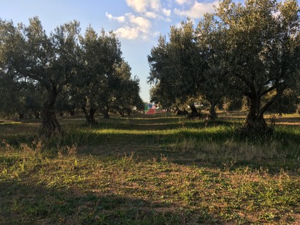 Land plot 2.200sqm for sale-Triglia » Petralona