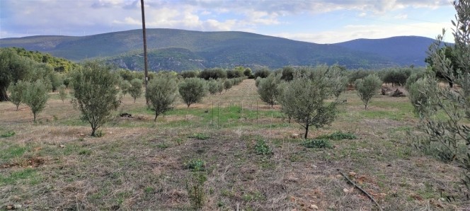 Αγροτεμάχια 21.000τ.μ. για πώληση-Ασίνη » Καναπίτσα
