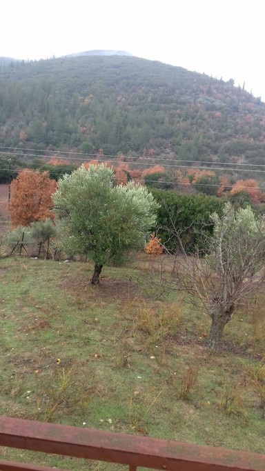 Οικόπεδο 1.300 τ.μ. για πώληση