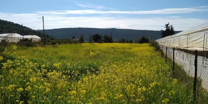 Parcel 3.500 sqm for sale, Argolis, Asini