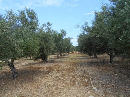 Land plot 8.011sqm for sale-Gargalianoi » Kanalos