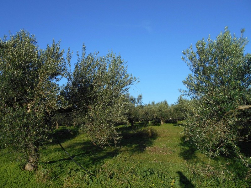 Land plot 5.341 sqm for sale, Messinia, Gargalianoi
