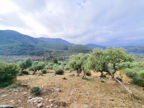 Αγροτεμάχια 12.995τ.μ. για πώληση-Θάσος » Μικρός πρίνος