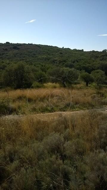 Αγροτεμάχια 52.609 τ.μ. προς πώληση, Παπαδιάνικα Ασωπού