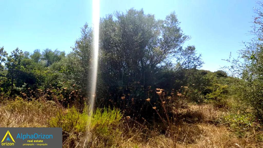 Αγροτεμάχια 100.000 τ.μ. πρός πώληση, Λακωνία, Κροκεές