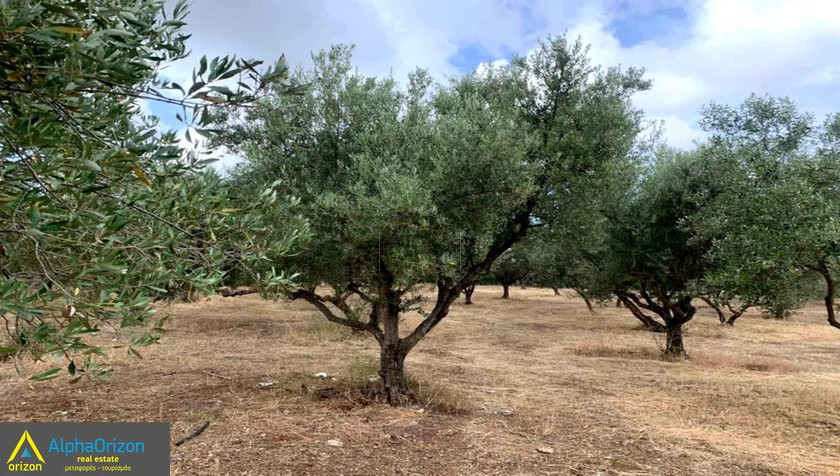 Αγροτεμάχια 15.000τ.μ. για πώληση-Τρίκορφο » Κέντρο