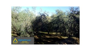 Parcel 15.500sqm for sale-Petalidi » Center