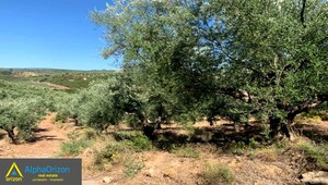 Parcel 16.300sqm for sale-Androusa » Center