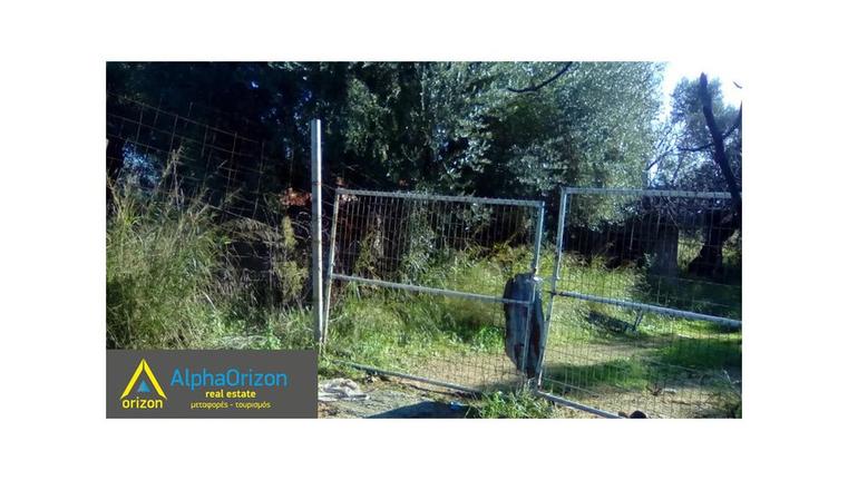 Αγροτεμάχια 22.000 τ.μ. για πώληση, Μεσσηνία, Μεσσήνη