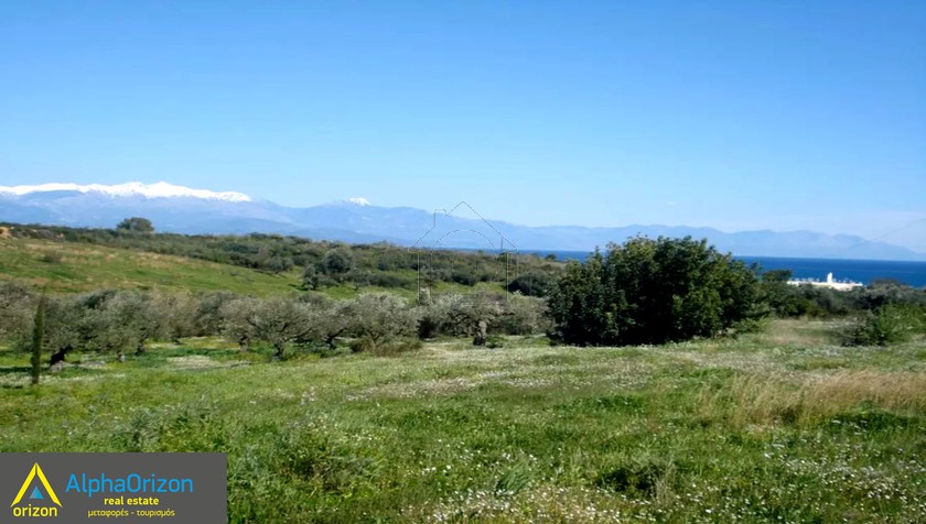 Αγροτεμάχια 4.700τ.μ. για πώληση-Πεταλίδι » Καλαμάκι