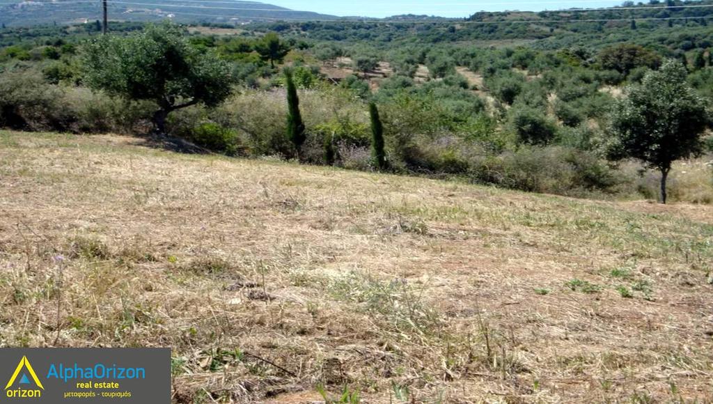 Αγροτεμάχια 4.700 τ.μ. πρός πώληση, Μεσσηνία, Πεταλίδι