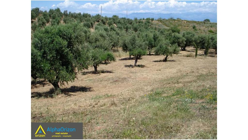 Αγροτεμάχια 4.700 τ.μ. πρός πώληση, Μεσσηνία, Πεταλίδι