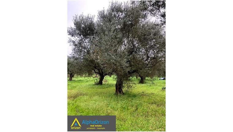 Αγροτεμάχια 7.000 τ.μ. για πώληση, Μεσσηνία, Χιλιοχώρια