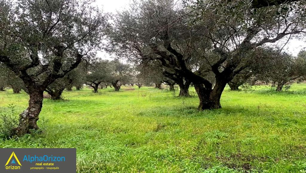 Αγροτεμάχια 7.000 τ.μ. πρός πώληση, Μεσσηνία, Χιλιοχώρια
