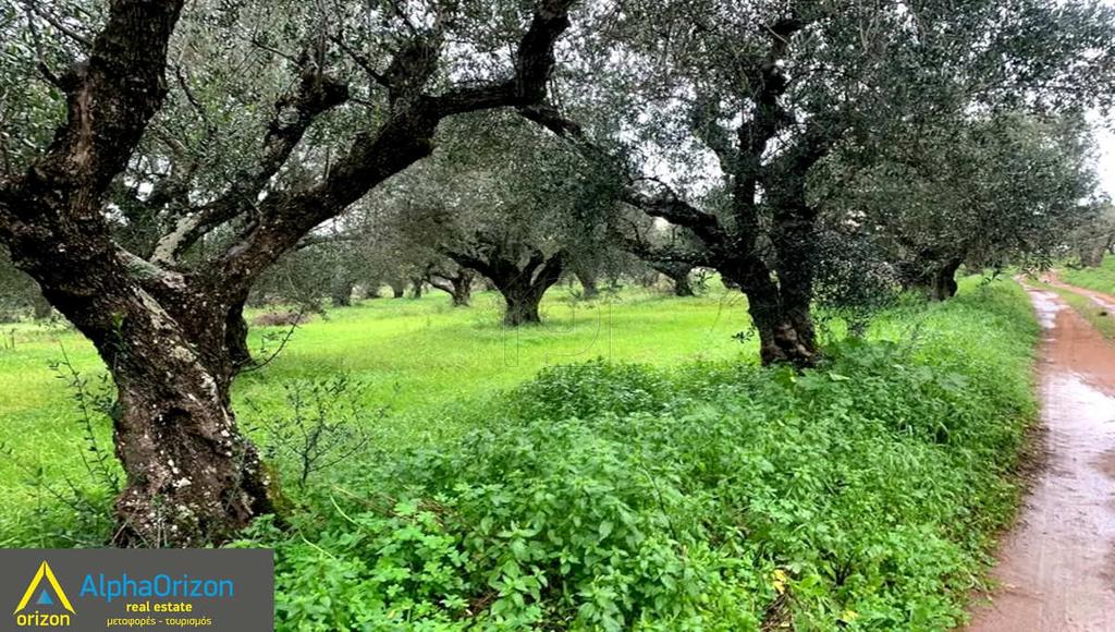 Αγροτεμάχια 7.000 τ.μ. πρός πώληση, Μεσσηνία, Χιλιοχώρια