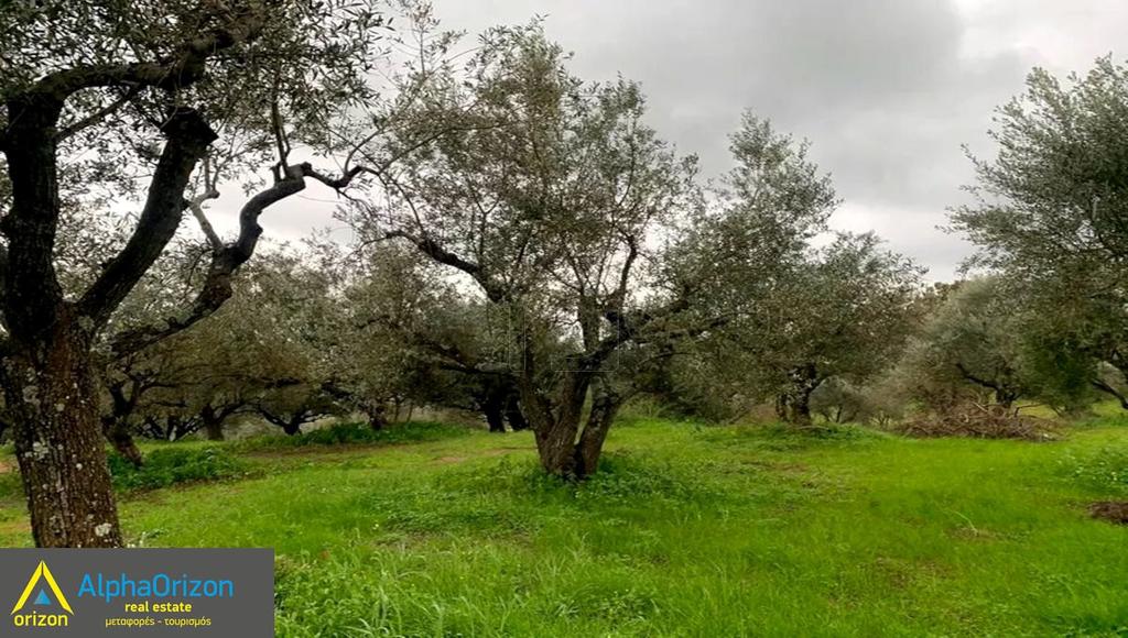Αγροτεμάχια 7.000 τ.μ. πρός πώληση, Μεσσηνία, Χιλιοχώρια