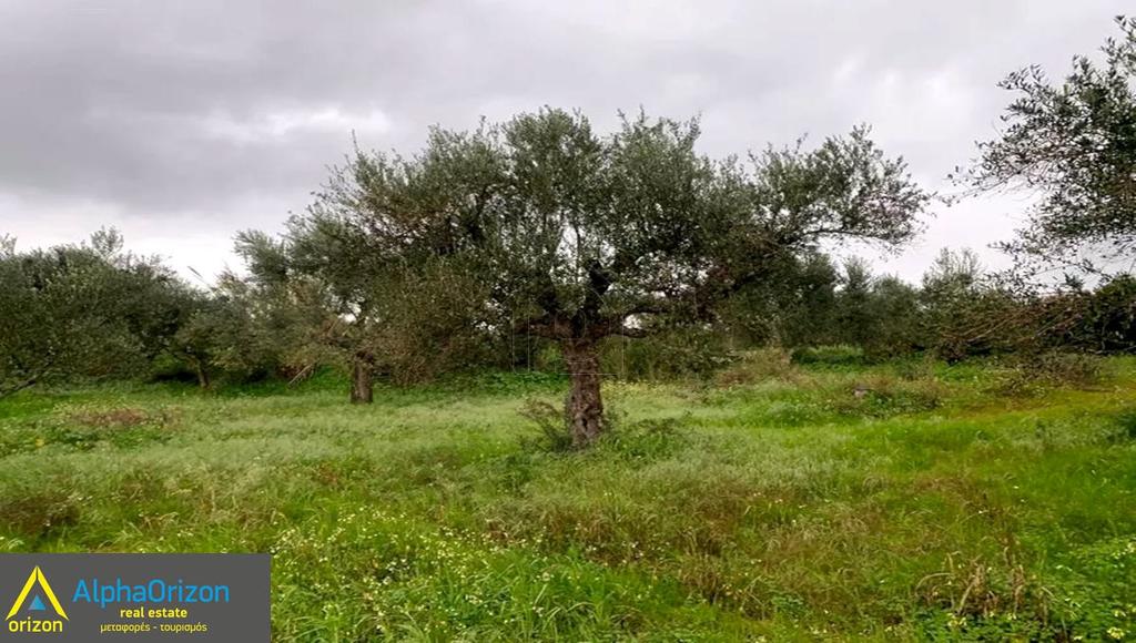 Αγροτεμάχια 7.000 τ.μ. πρός πώληση, Μεσσηνία, Χιλιοχώρια