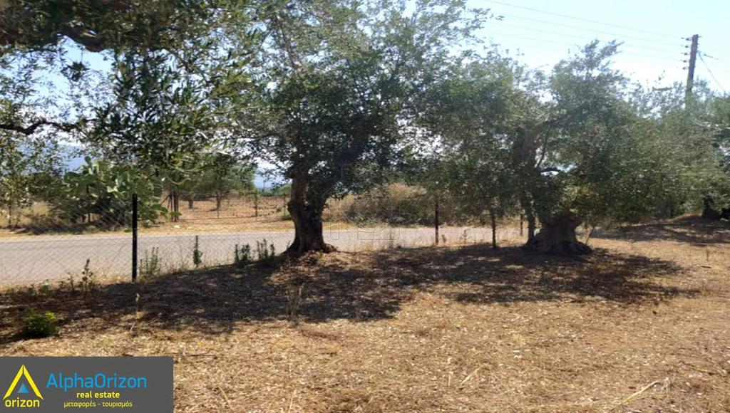 Οικόπεδο 3.300 τ.μ. πρός πώληση, Μεσσηνία, Μεσσήνη